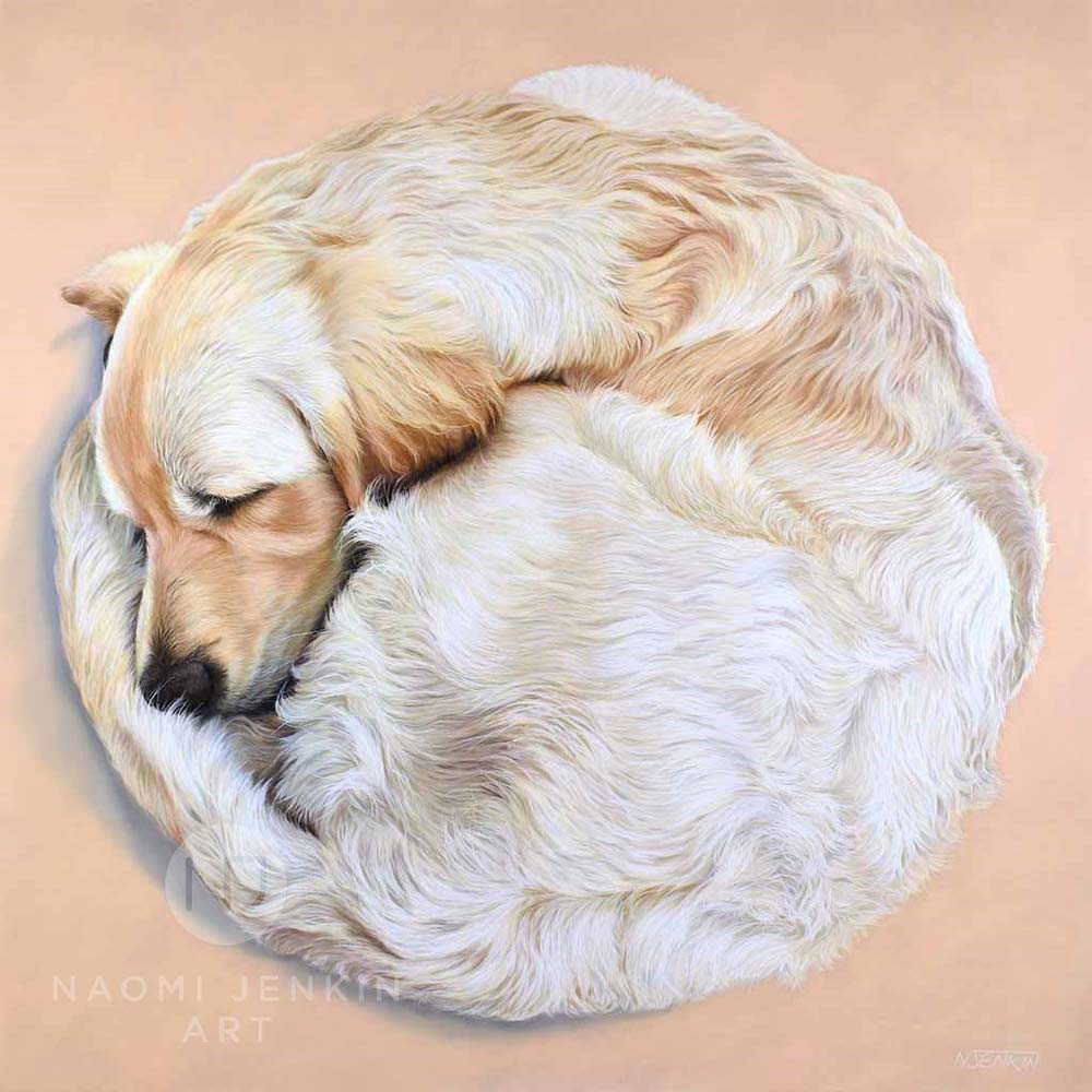 Portrait of golden Retriever by Naomi Jenkin Art. 