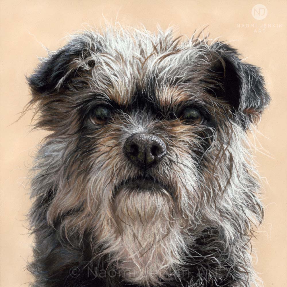 Custom dog portrait of rescue dog Pip hand drawn by Naomi Jenkin Art. 