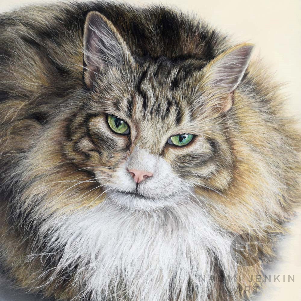 Maine Coon cat portrait by Naomi Jenkin Art. 