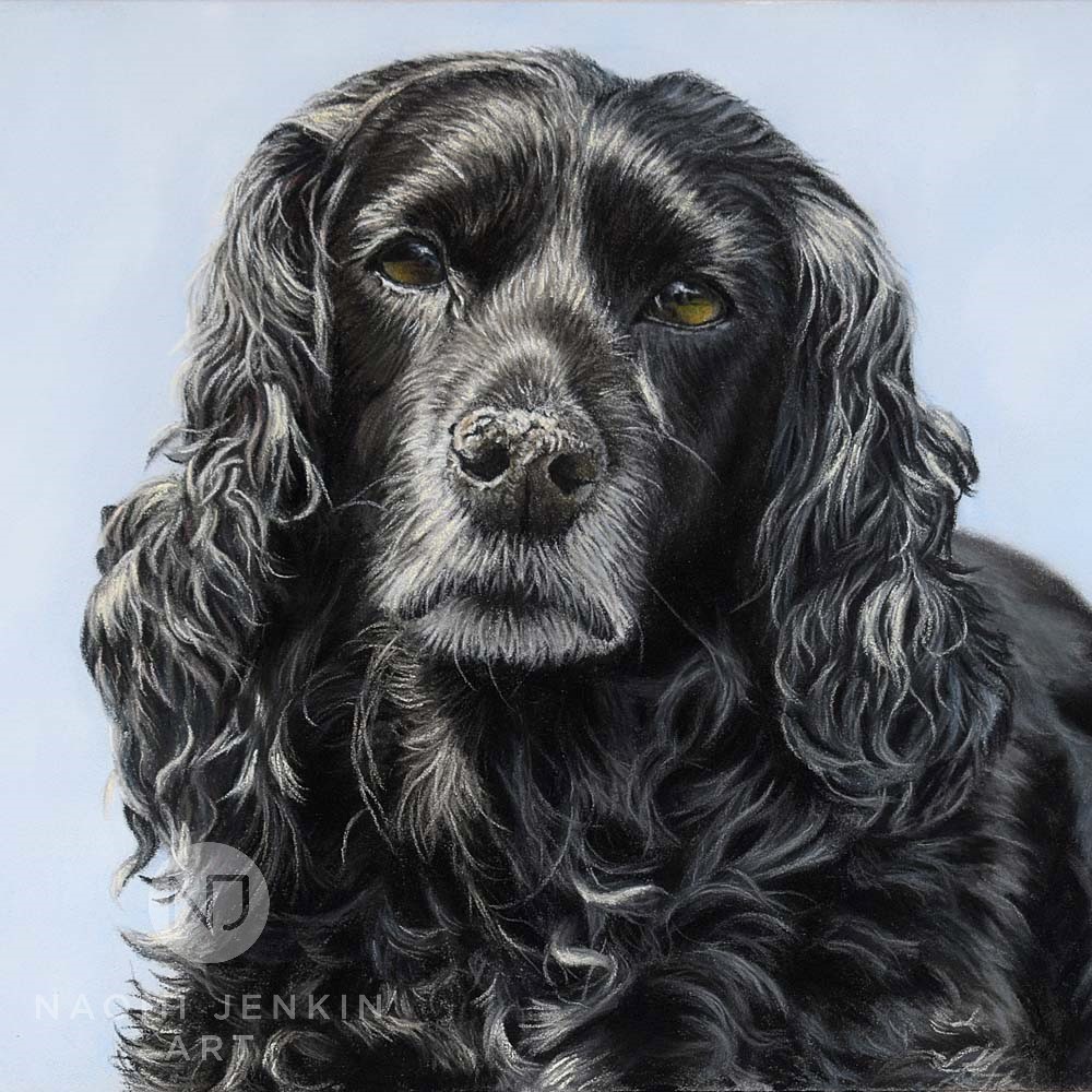 Portrait Spin the Cocker Spaniel by Naomi Jenkin Art. 