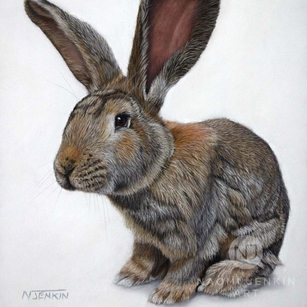 Portrait of Storm the rabbit