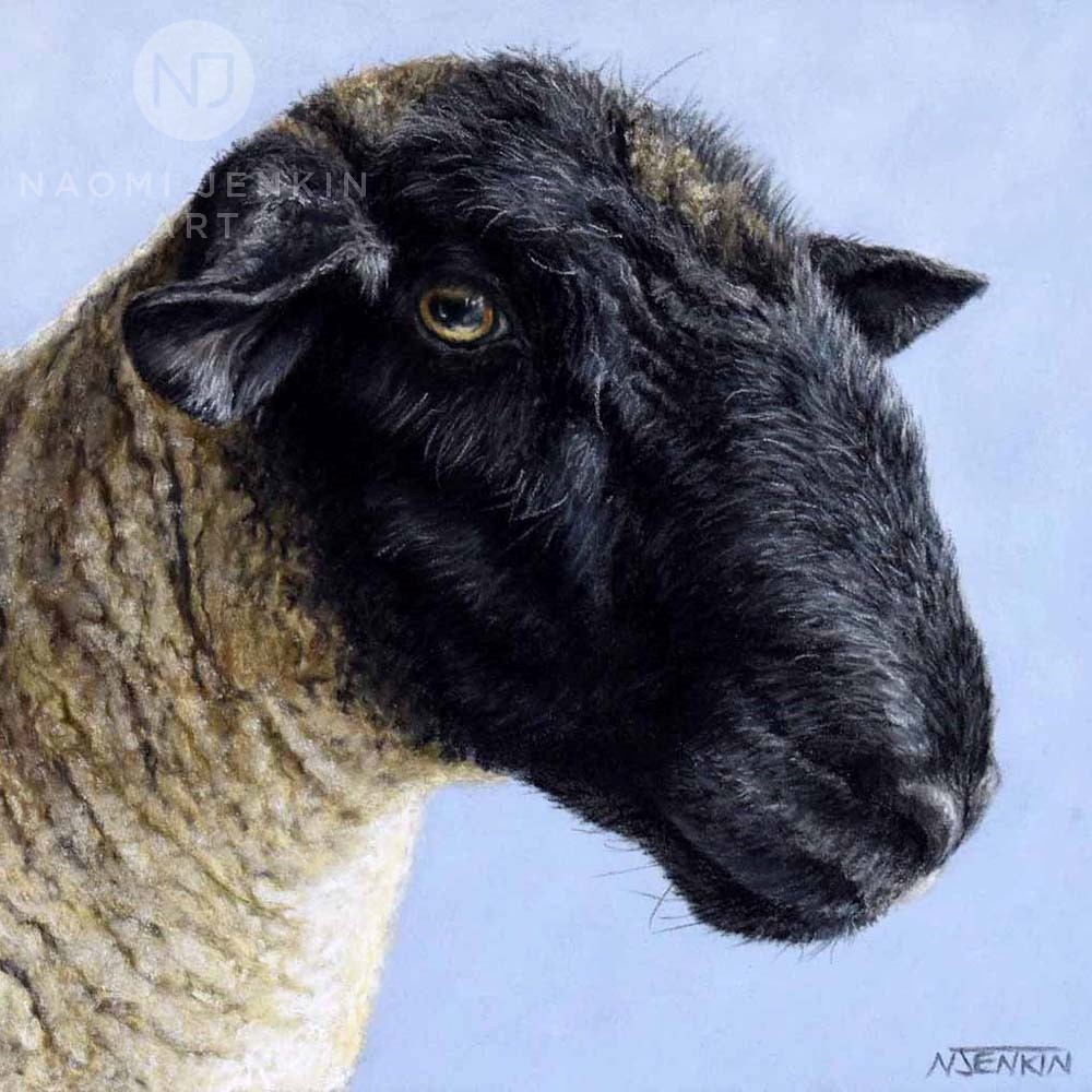 Portrait of Sultan the Suffolk Ram