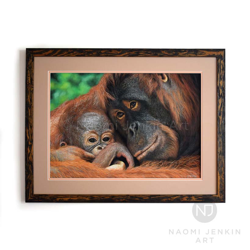 Orangutan painting by wildlife artist Naomi Jenkin. 