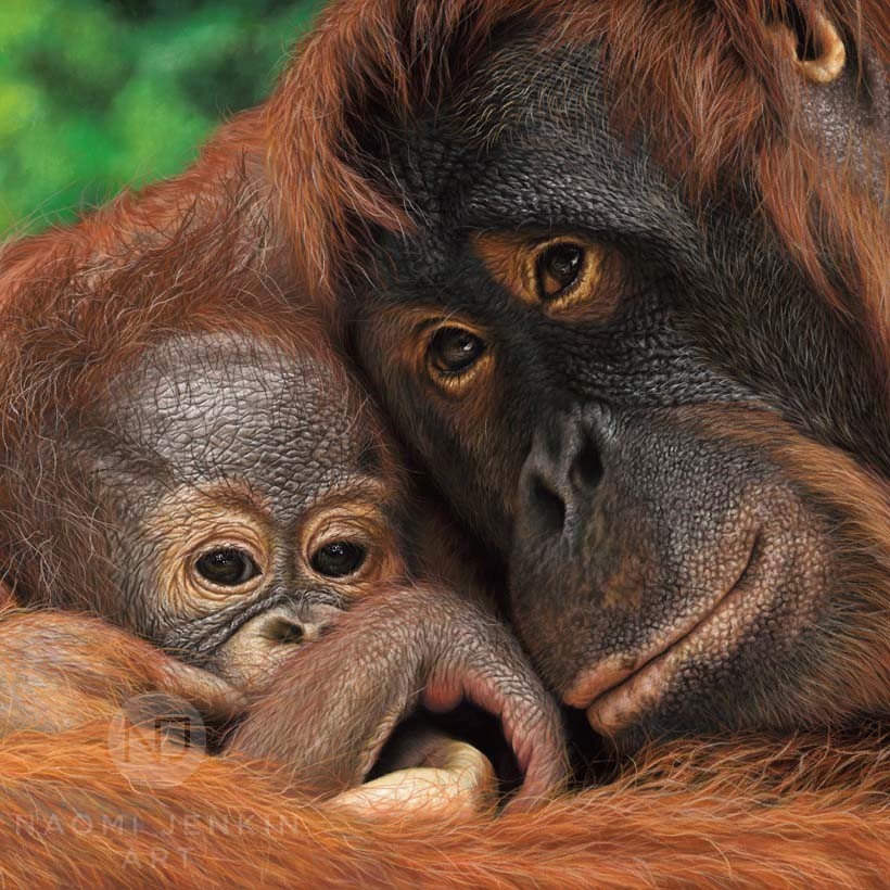 Wildlife art orangutan drawing by Naomi Jenkin Art. 