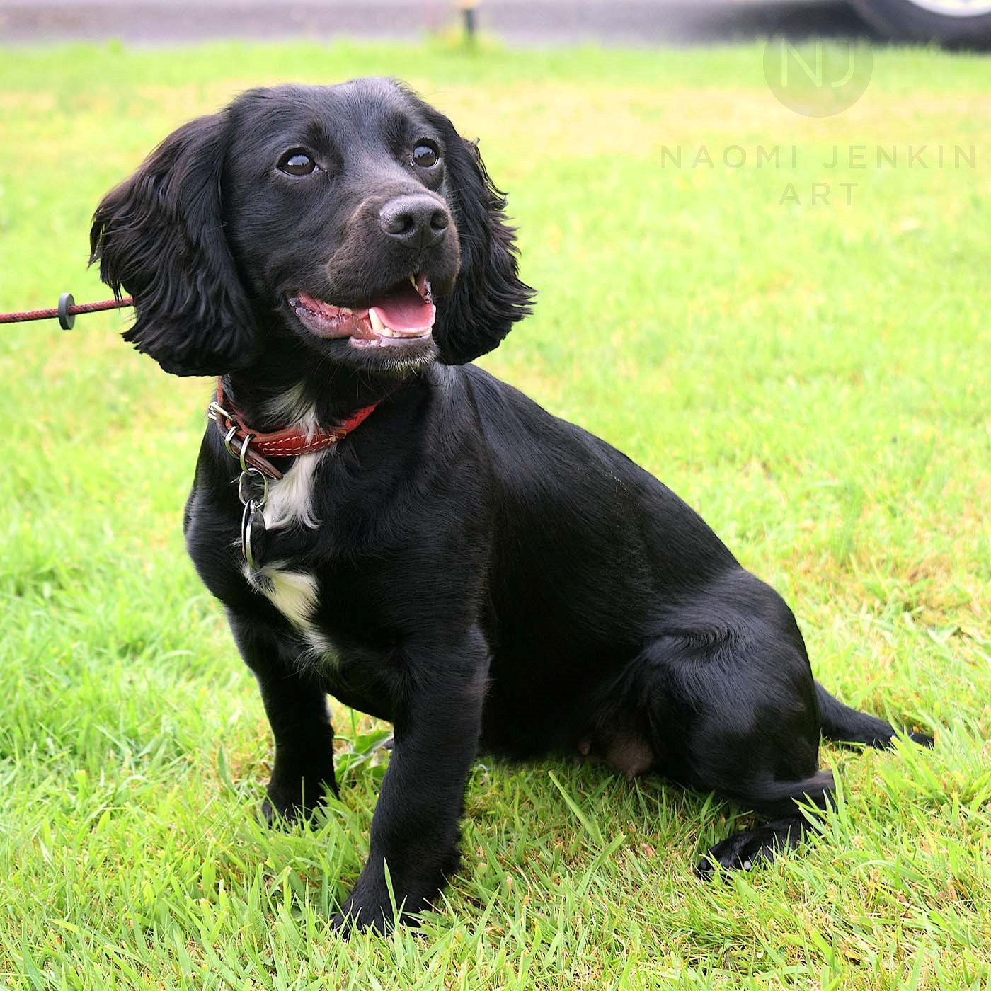 Cocker Spaniel puppy.