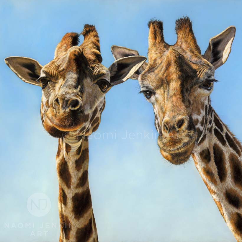 Wildlife art giraffe drawing by Naomi Jenkin Art. 