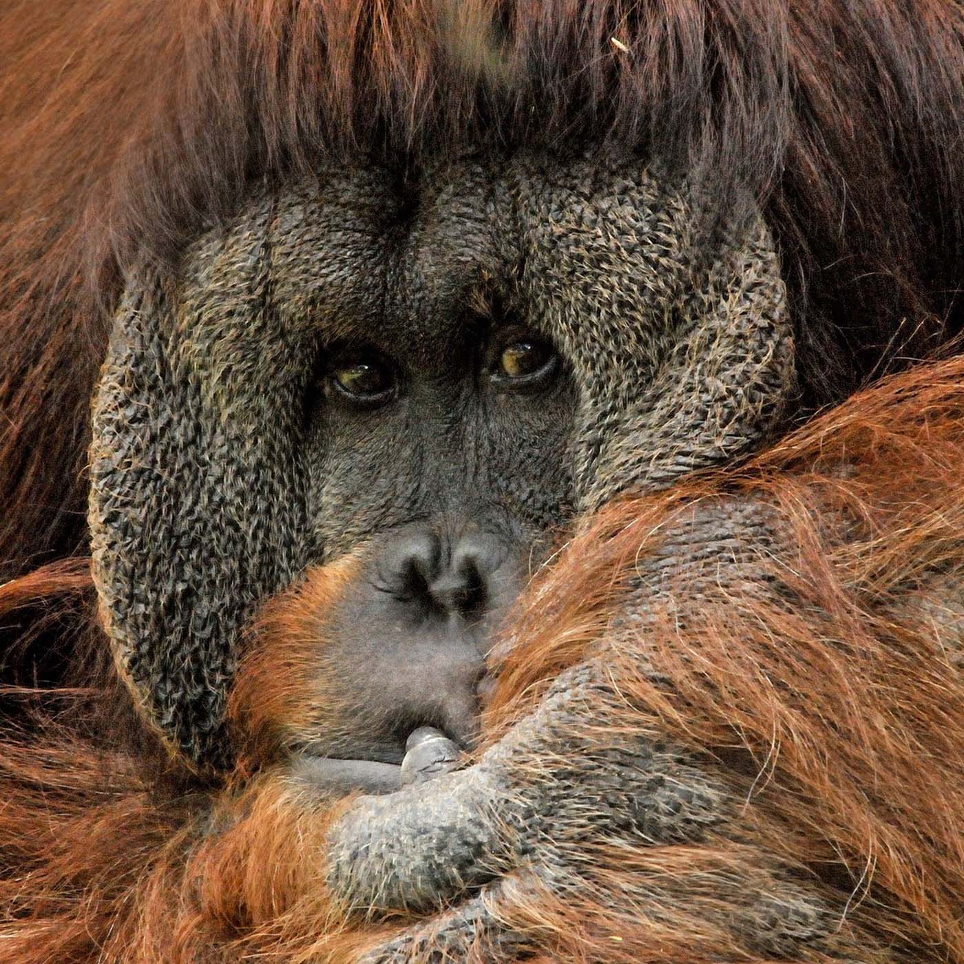 Male orangutan