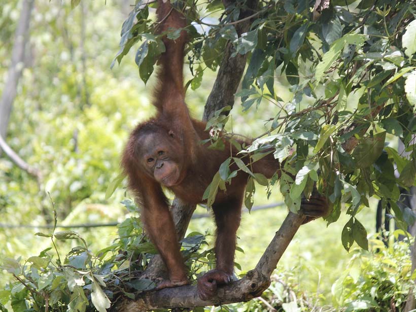 Baby orangutan swinging in the trees.