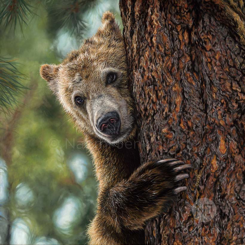 Brown bear drawing by wildlife artist Naomi Jenkin Art. 