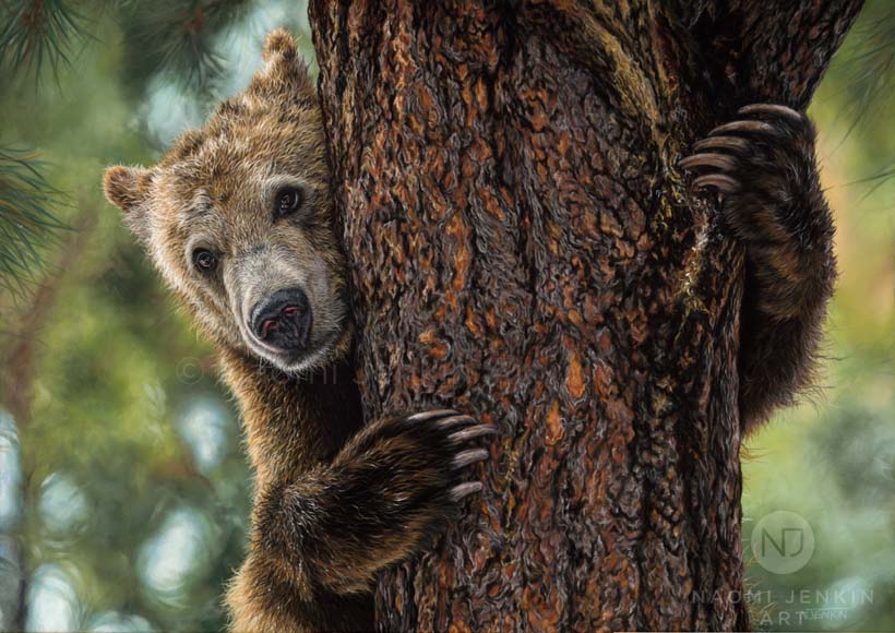 Brown bear drawing by wildlife artist Naomi Jenkin Art. 
