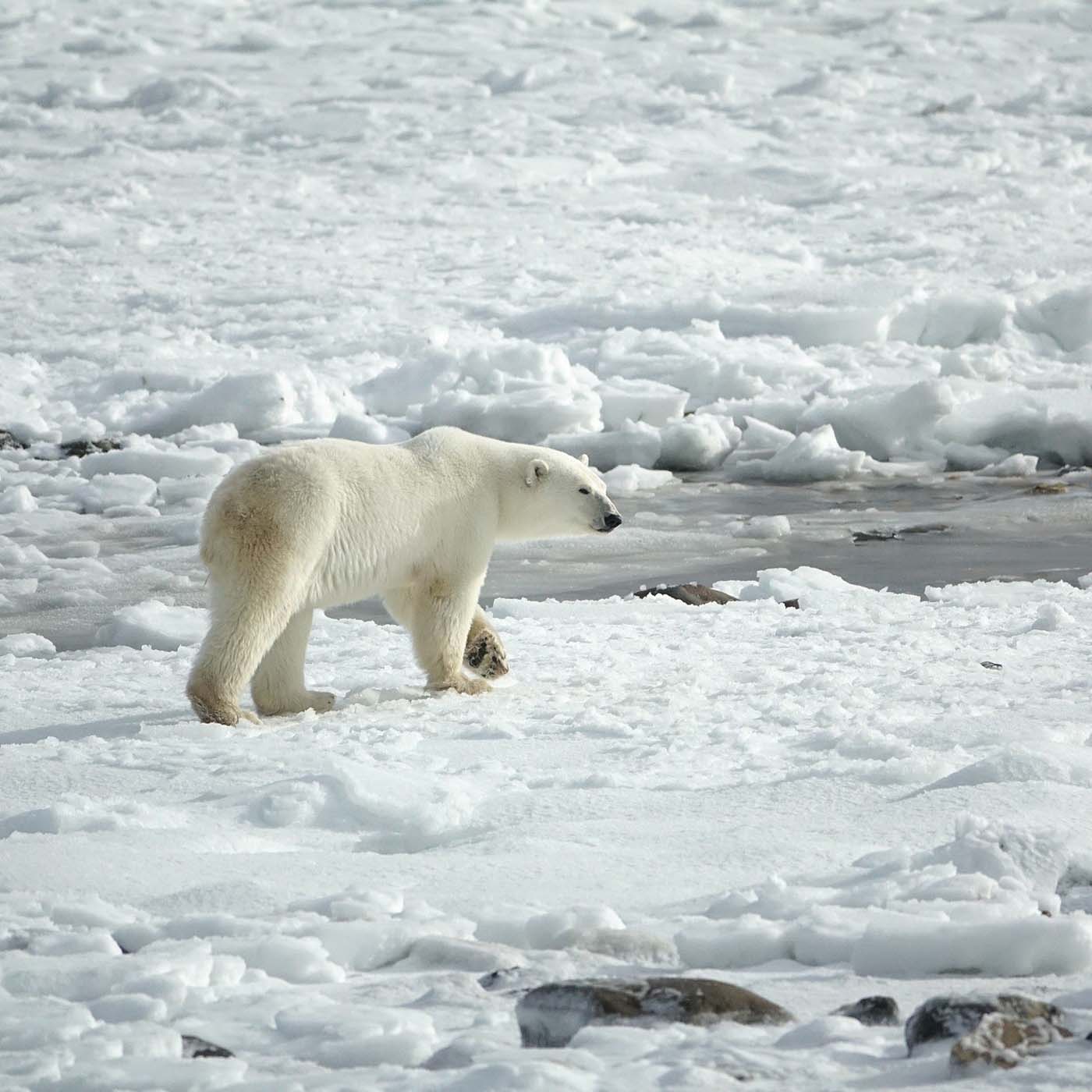 Polar bear roaming the ice