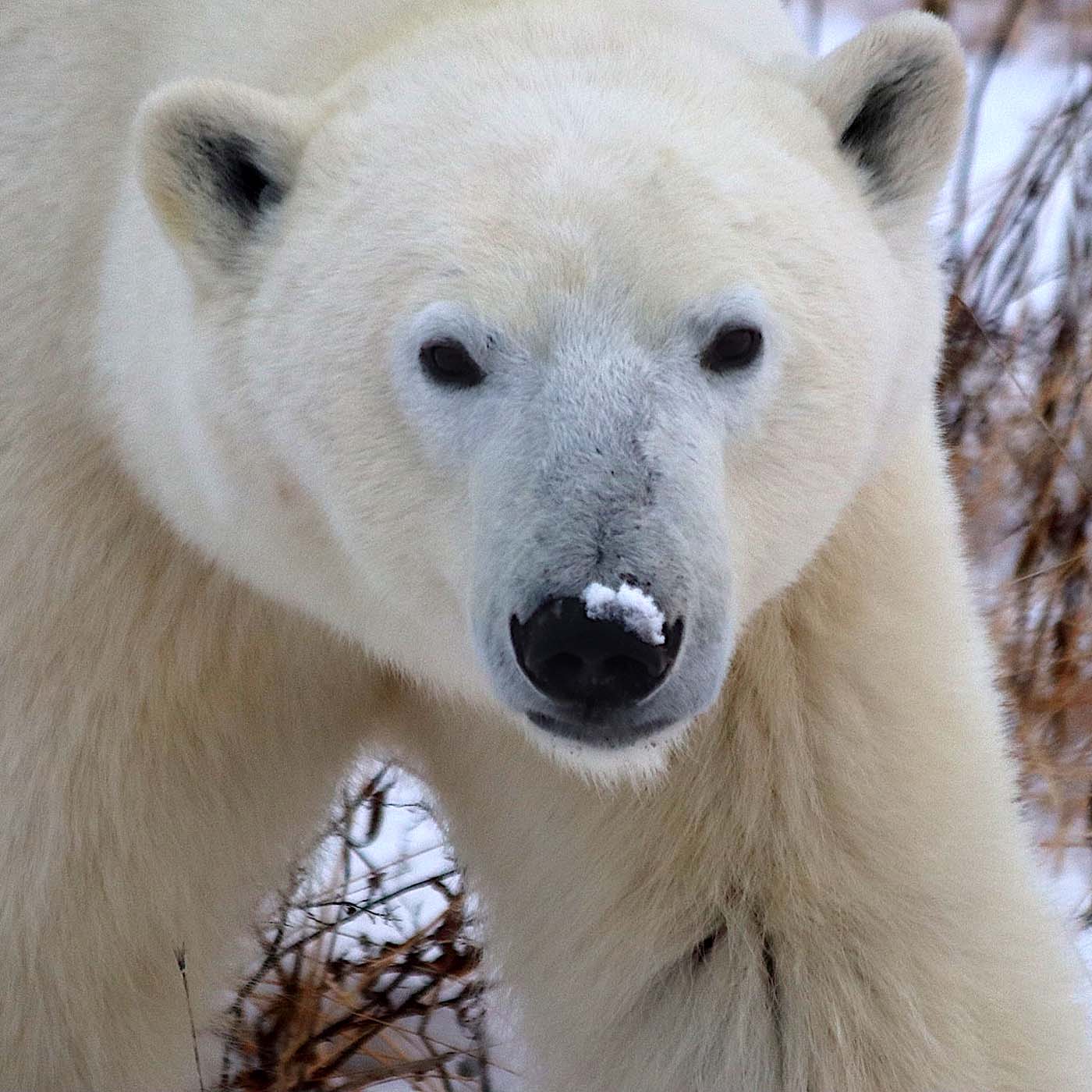 Polar bear