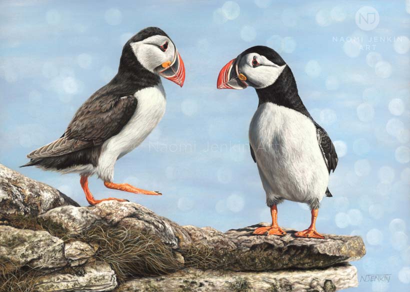Puffin drawing by wildlife artist Naomi Jenkin Art. 