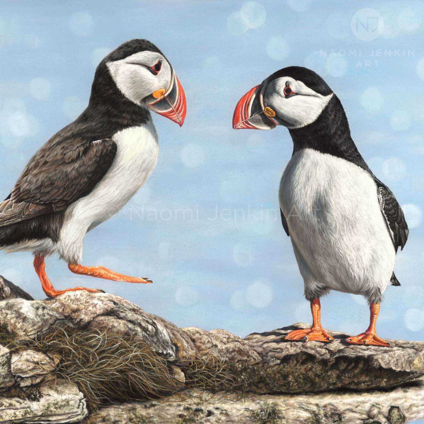 Puffin drawing by Naomi Jenkin Art. 