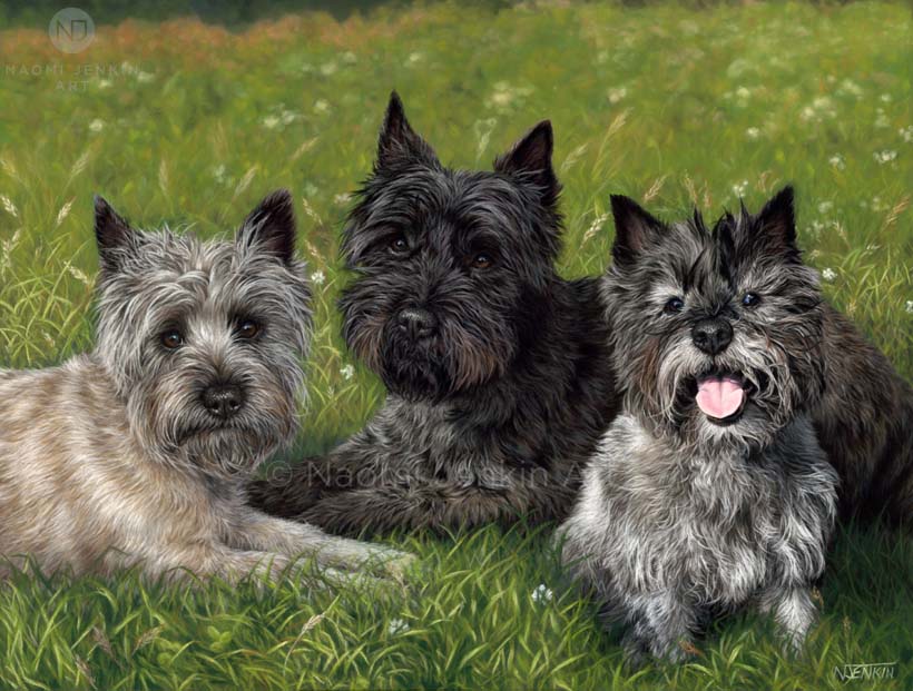 Pet portrait of three cairn terriers by Naomi Jenkin Art