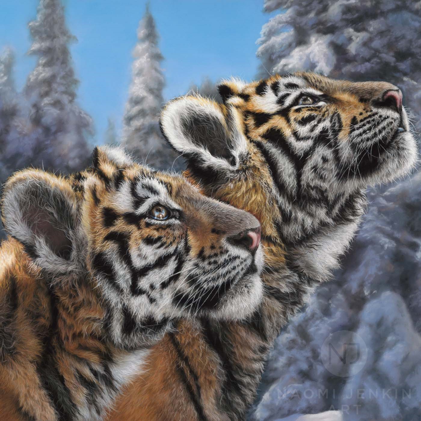 Tiger art of two Siberian tigers, hand drawn in pastels by wildlife artist Naomi Jenkin.