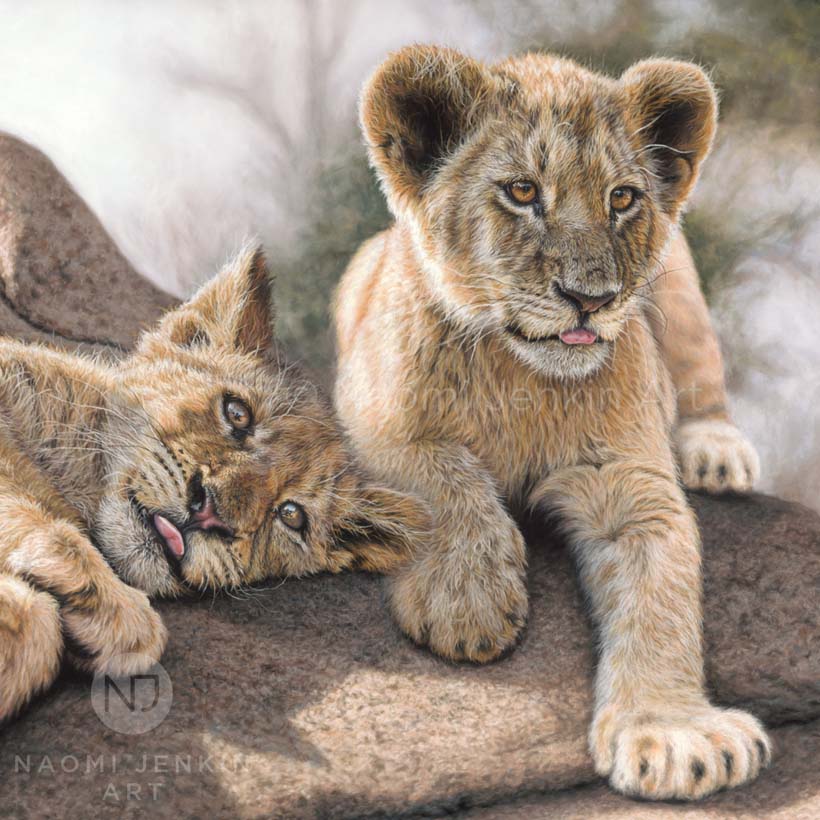 Wildlife art lion drawing by Naomi Jenkin Art. 