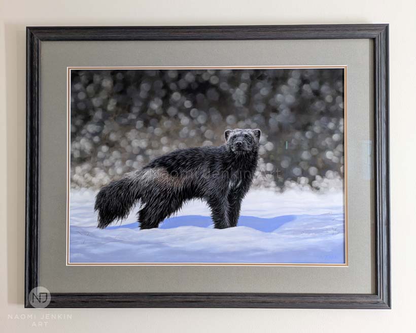 Framed painting of a wolverine in the snow by UK wildlife artist Naomi Jenkin