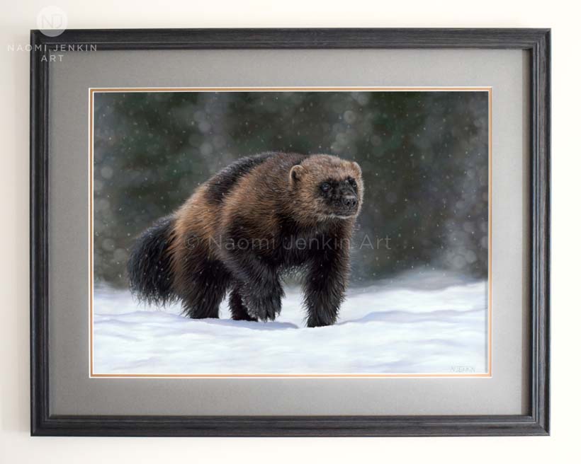 Framed wolverine painting by UK wildlife artist Naomi Jenkin