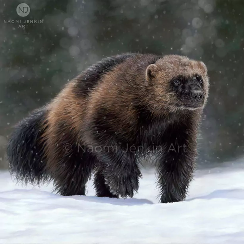 Wolverine wildlife art commission titled 