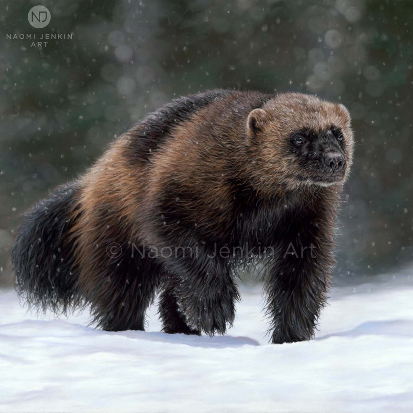 Bespoke wildlife art commission of a wolverine by Naomi Jenkin Art