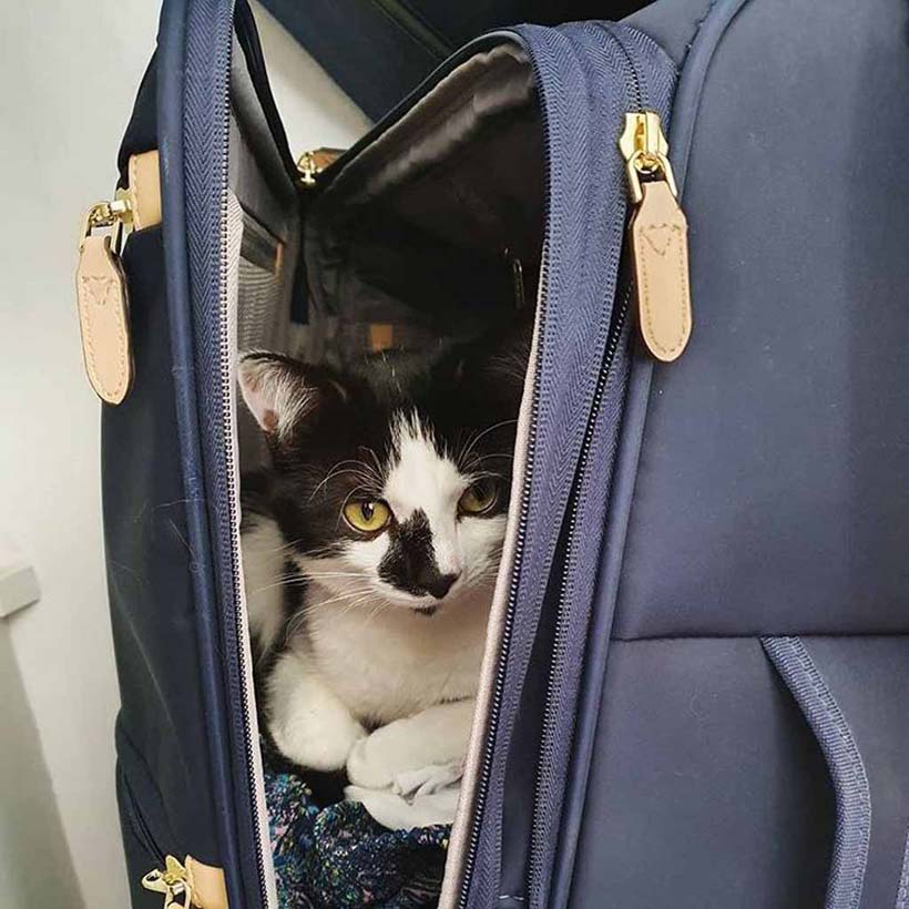 Black and white kitten in suitcase. 