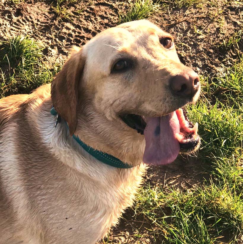Yellow Labrador.