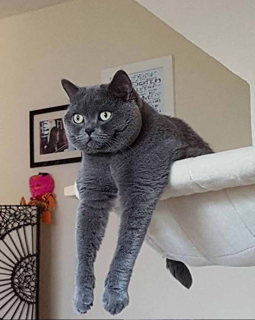 Cat in hammock.
