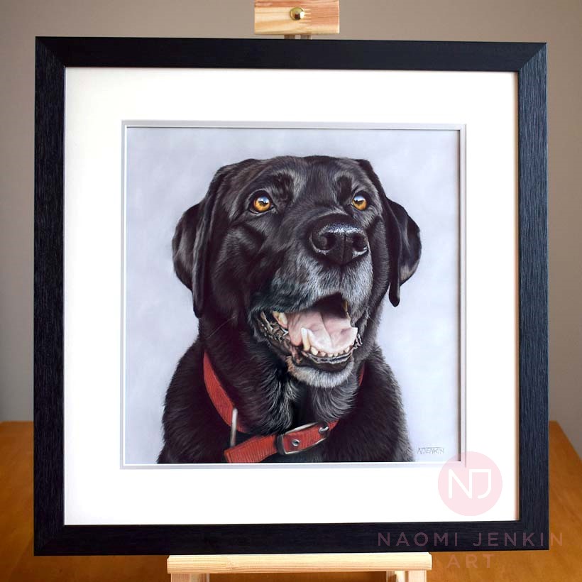 Framed portrait of black Labrador Breaca drawn by Naomi Jenkin Art.
