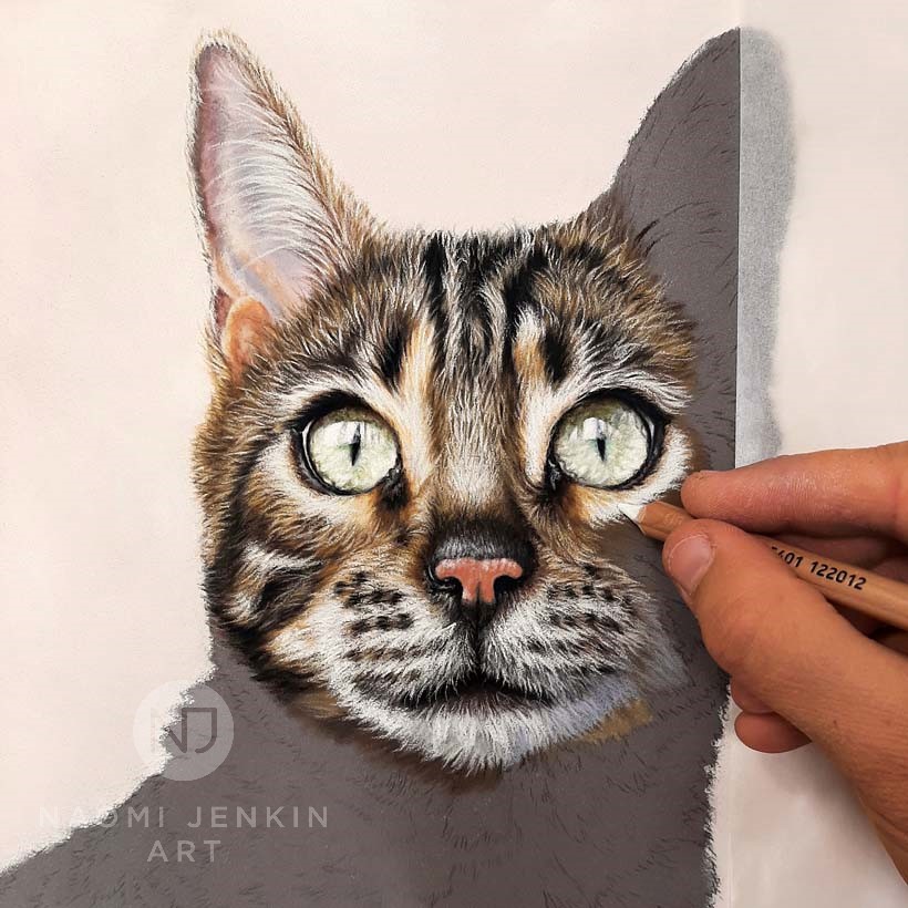 Naomi Jenkin drawing pet portrait of a Bengal cat.