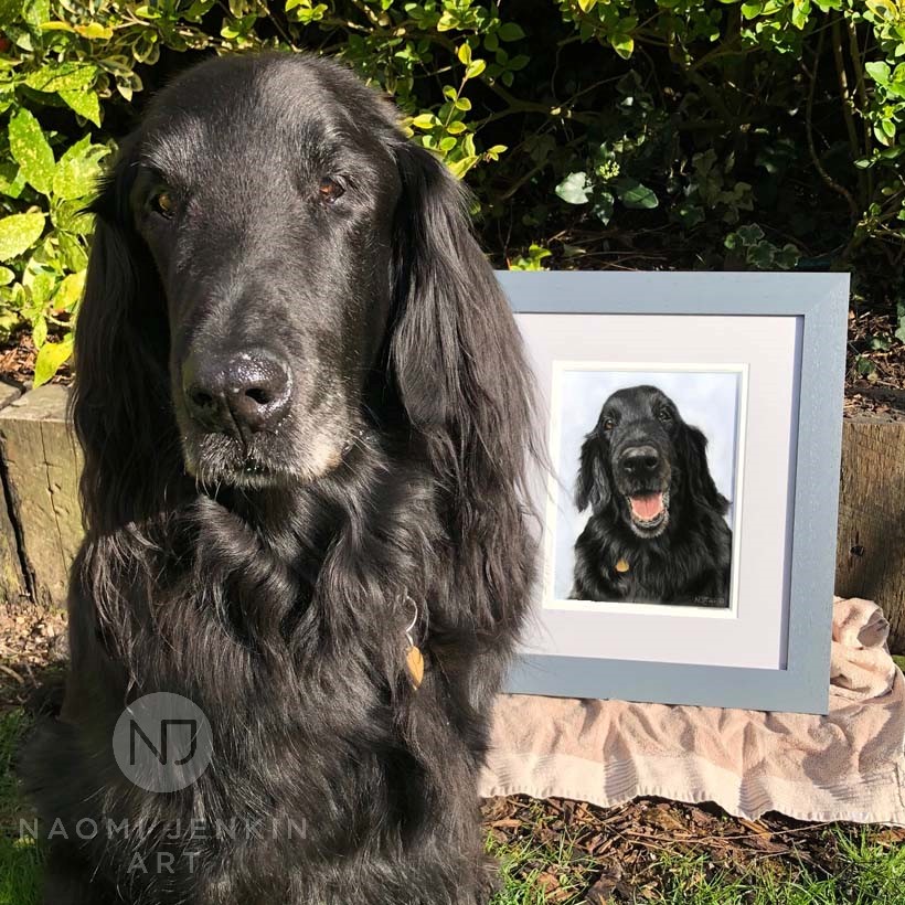 Harry the flat-coated retriever with his portrait by Naomi Jenkin Art. 