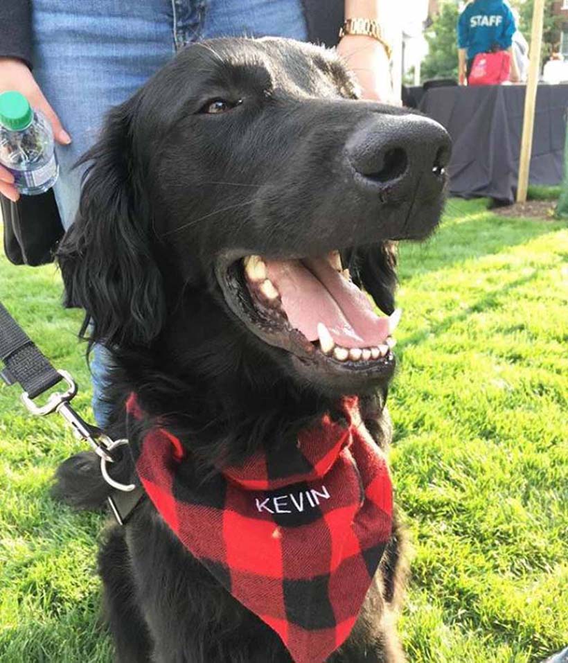 Black flat-coated Retriever