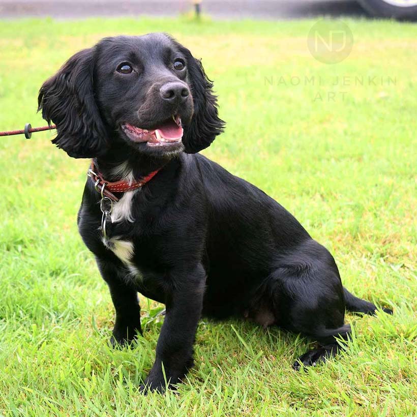 Black Cocker Spaniel puppy.