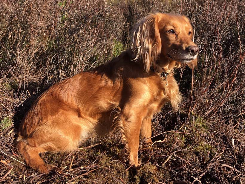 Cocker Spaniel