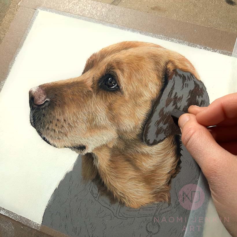 Naomi Jenkin drawing the portrait of Bentley the fox-red Labrador.