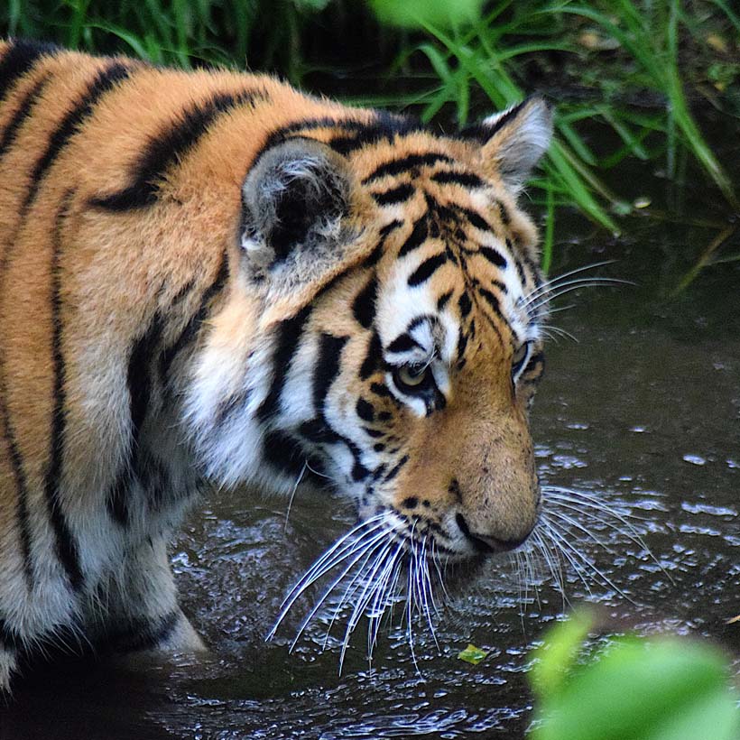 Amur tiger in water