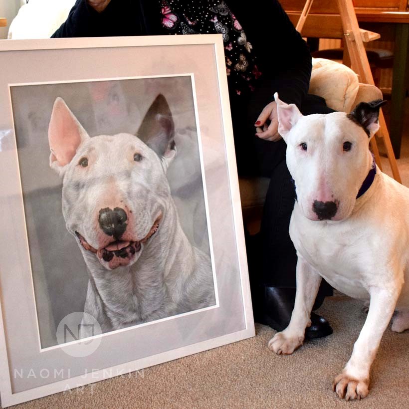 Pet portrait of English Bull Terrier by Naomi Jenkin Art. 