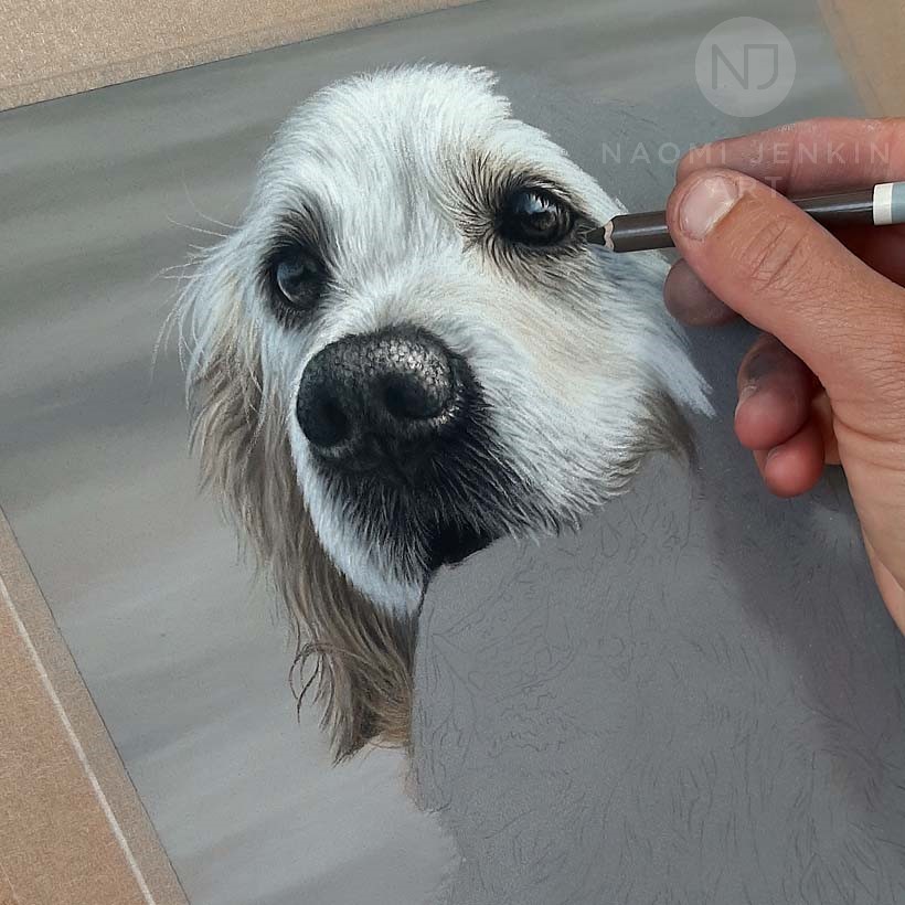 Naomi Jenkin drawing the portrait of 'Daisy' the golden Retriever.