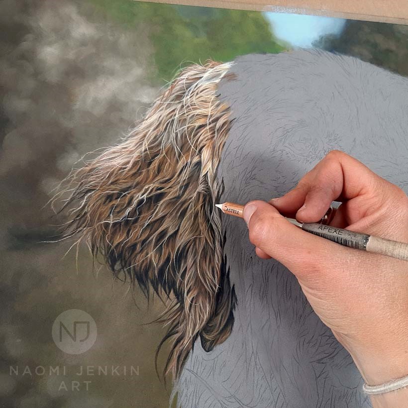 Pet portrait artist Naomi Jenkin drawing a golden Retriever portrait.