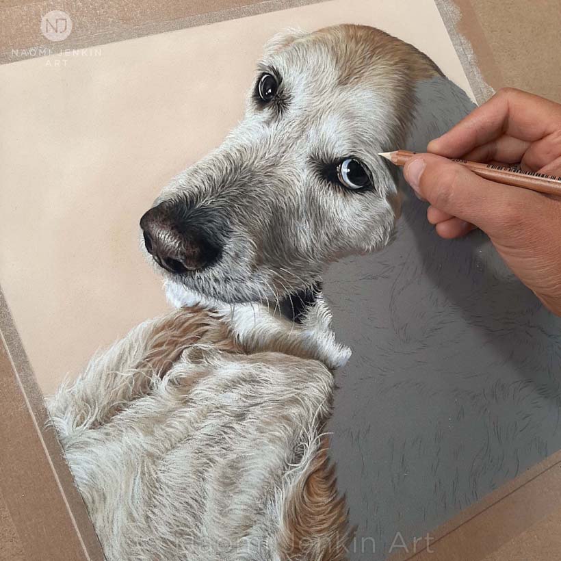 Dog portrait of Tanner the Golden Retriever by Naomi Jenkin Art