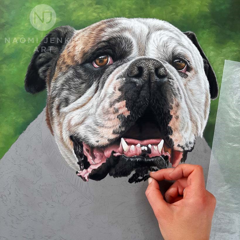Australian Bulldog portrait by pet portrait artist Naomi Jenkin. 