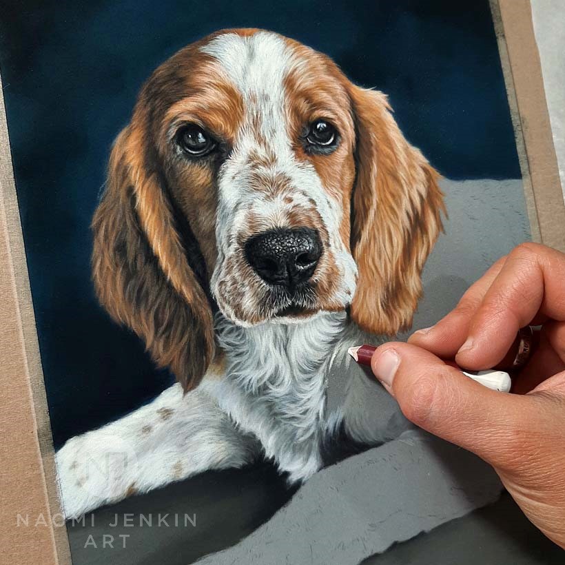 Dog portrait by Naomi Jenkin Art. 