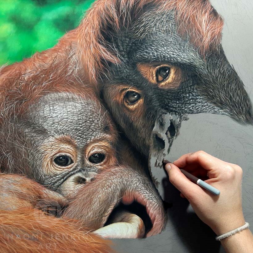 Orangutan art by wildlife artist Naomi Jenkin. 