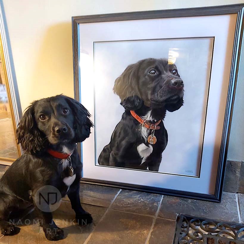 Mabel the Cocker Spaniel with her portrait drawn by Naomi Jenkin Art. 
