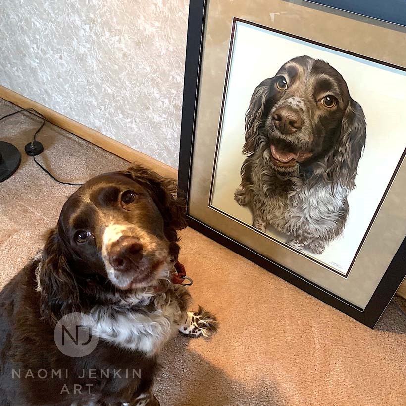 Springer Spaniel pet portrait by Naomi Jenkin Art. 