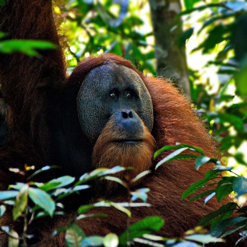 An orangutan in the rainforest