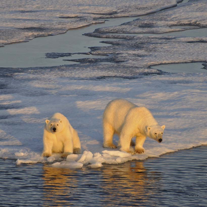 Two polar bears on the icea