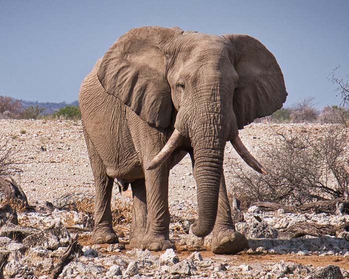 African elephant