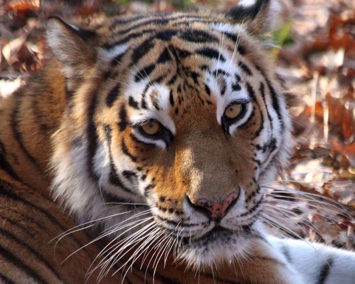 Amur tiger