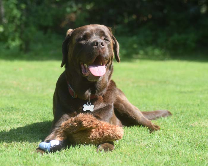 Chocolate Labrador lying on the grass